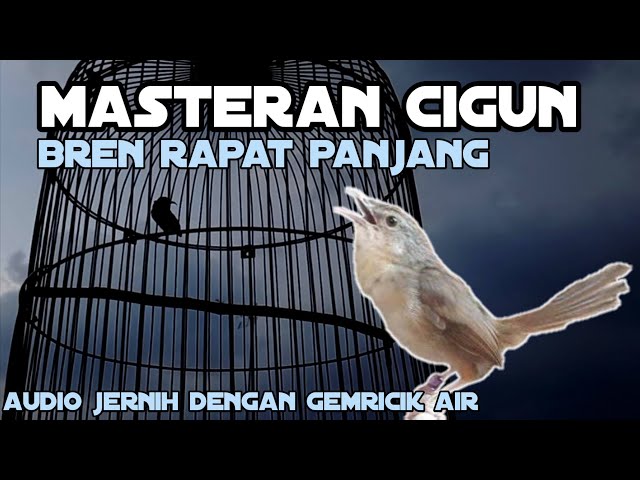 MASTERAN Bren Cigun Ciblek Gunung Rapat Panjang || Cigun Ngebren Panjang Gacor Audio Jernih class=