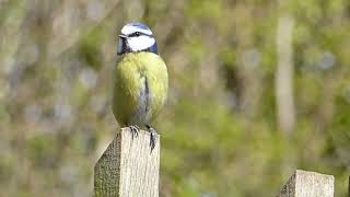 perching birds