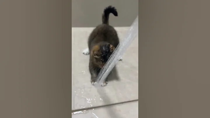 Video 5887031: cats vs water, cat playing water, curious feline, cat shower, funny feline
