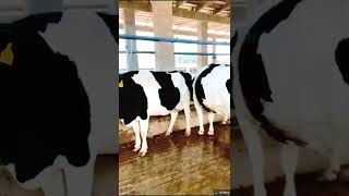 Australia Breed Cows australian cows 2k22 hfcowfarmig cows
