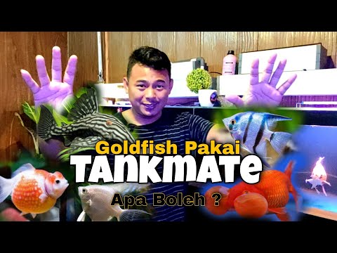 Video: Tank Mates for Goldfish: Belajar spesies mana dan tidak sesuai