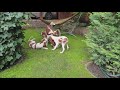 Irish Red and White Setter (IRWS) Puppies Life & Development の動画、YouTube動画。