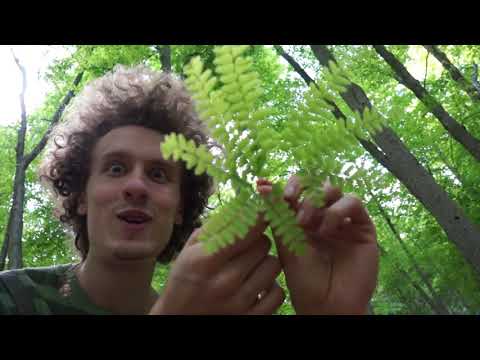 Wood Fern - Many Kinds of Ferns in this Video -  Gardenfrontier