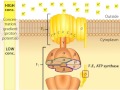 ATP Synthase