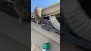Removing the mobile squirrel’s babies from the attic