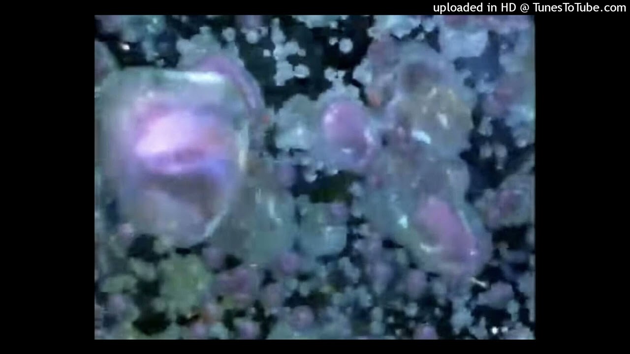 luvanato x pex type beat