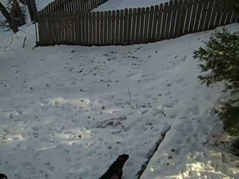 Crestline - 2009