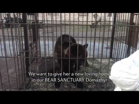 A new life for a traumatized bear | FOUR PAWS | www.four-paws.org