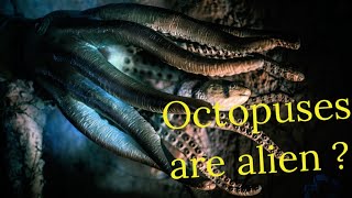 Experts Tested Octopus DNA and Discovered It Isn’t From Our Planet