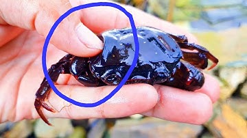 Cận Cảnh Con Cua Đồng  Vừa Mới Lột | crabs molting