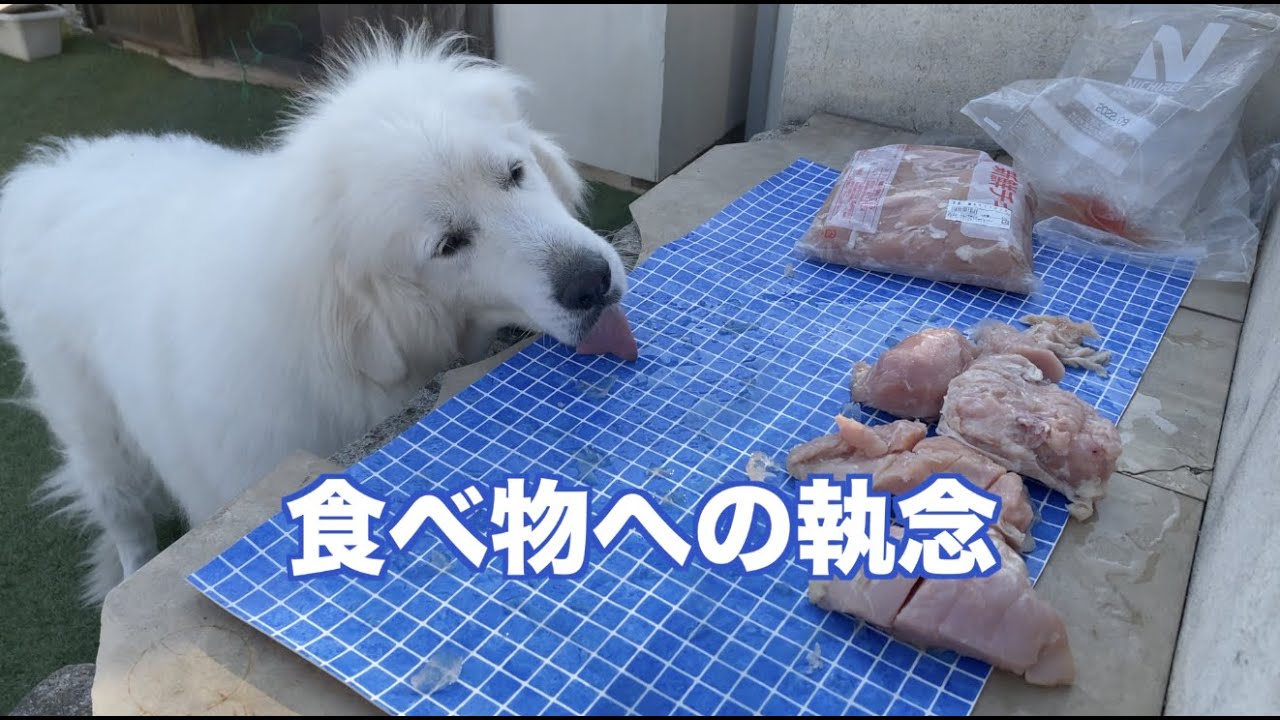 鶏肉をゆでているスキを狙って　グレートピレニーズ