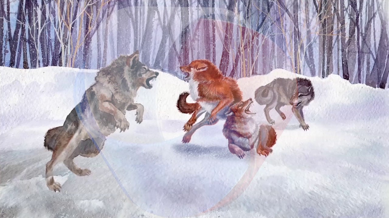 Схватка волкова. Красный волк против серого. Красный волк и серый волк. Нападение на красных Волков. Красный волк нападение.
