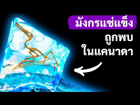 วีดีโอ: แว่นตาที่รวบรวมบาปโดยประมาณ