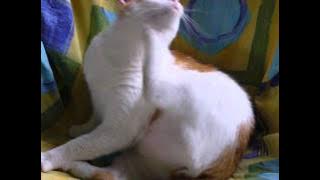 Nasib janda - Elvy sukaesih