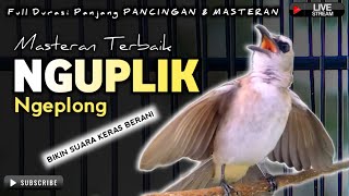 TRUCUKAN GACOR NGUPLIK || pancingan, masteran terbaik untuk trucuk dan burung lainya