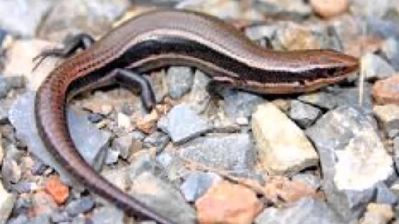 LIZARDS OF PA - YouTube