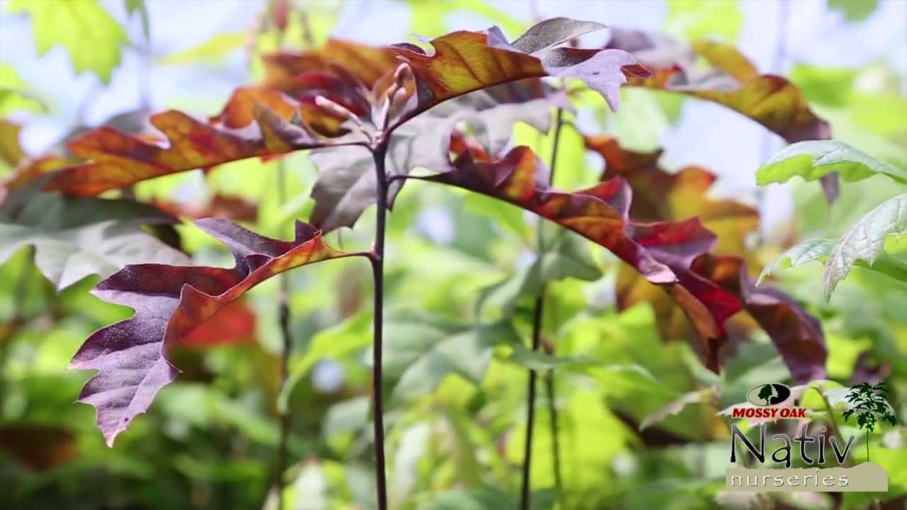 When To Plant A Tree Nativ Nurseries You When To Plant A Tree Nativ Nurseries