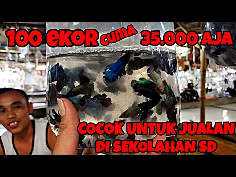 UPDATE HARGA CUPANG GROSIRAN UNTUK JUALAN DI DEPAN SEKOLAH SD || HARGA CUPANG DI PASAR IKAN PARUNG.