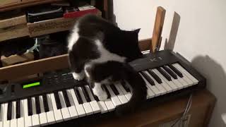 my cat is an ambient artist