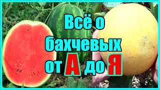 ВСЁ О БАХЧЕВЫХ ОТ А ДО Я / СДЕЛАЙ ТАК И АРБУЗЫ И ДЫНИ БУДУТ БОЛЬШИМИ И СЛАДКИМИ!