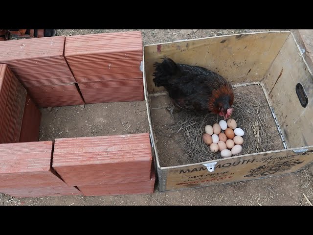 Put the eggs prepared for hatching under the hen in a box with the preparation of the place for eati class=