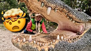 Powerful Alligator Myths: DEBUNKED!