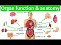 Major organ functions  anatomy  quick  easy learning