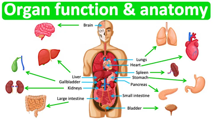 Major organ functions & anatomy 👫| Quick & easy learning video - DayDayNews