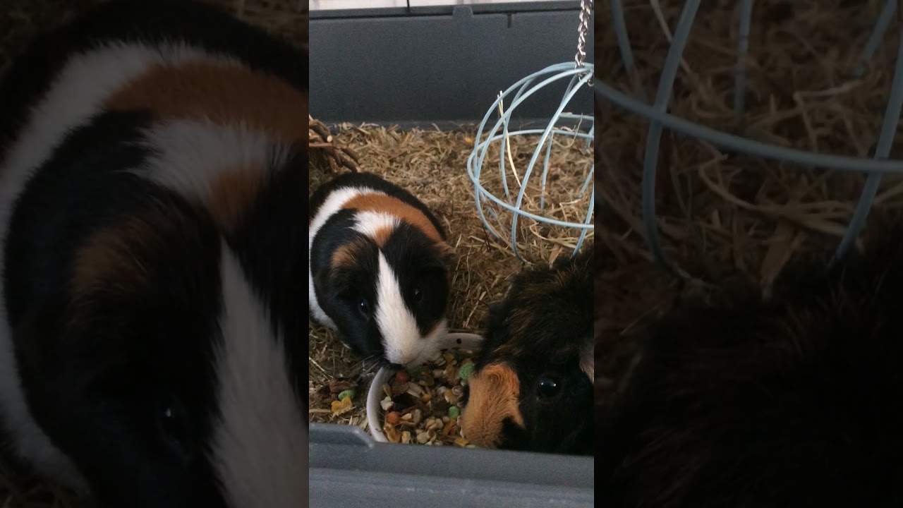 kauwen kauwen als maar door