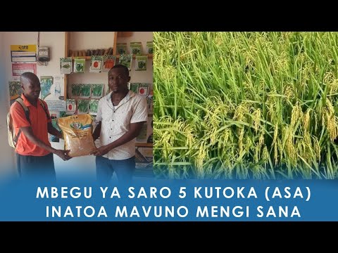 HII NDIO MBEGU YA MPUNGA SARO 5 KUTOKA HASA MAVUNO YAKE NI BALAA MCHELE NI MZURI SANA 