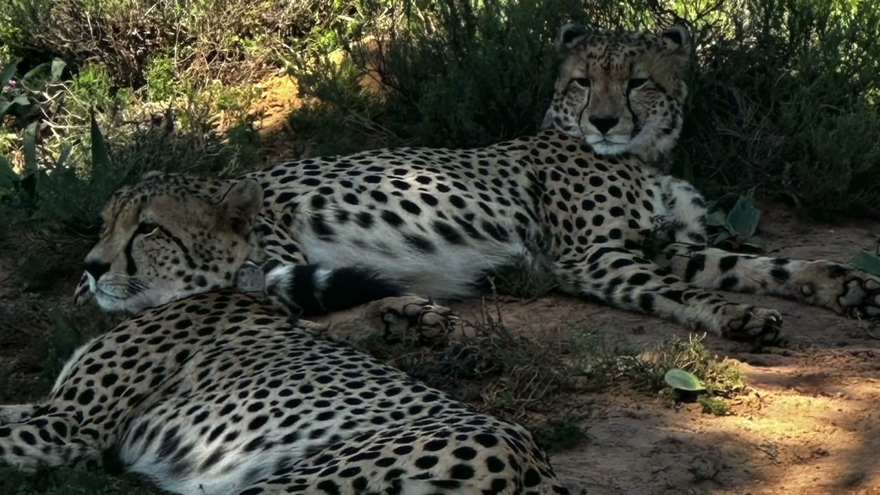 Kariega Game Reserve