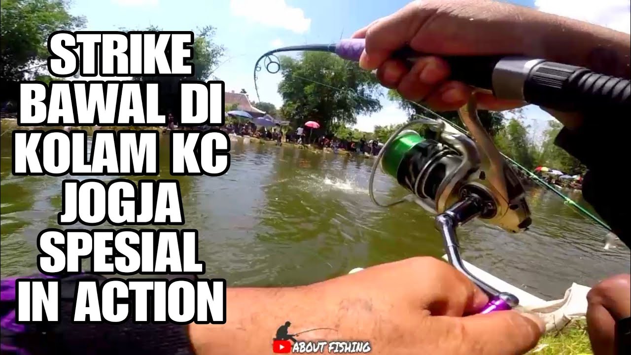 Ganasnya Sambaran Bawal Di Kolam KC Yogyakarta ( In Action Cam )‼️