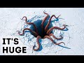 Paleontologists Discover Real-Life Monster in Antarctic Ice