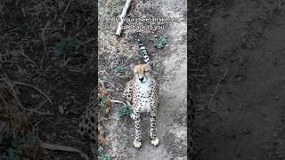 When a predator becomes your cuddle buddy 🥺 #cheetah #wilflife #animals #viral #aww #cuteanimals When a predator becomes your cuddle buddy 🥺 #cheetah #wilflife #animals #viral #aww #cuteanimals