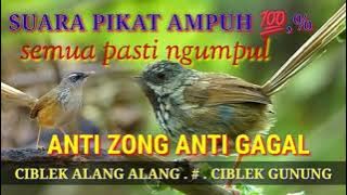 SUARA PIKAT CIBLEK ALANG ALANG JITU AMPUH ANTI ZONG ANTI GAGAL BIKIN RAME