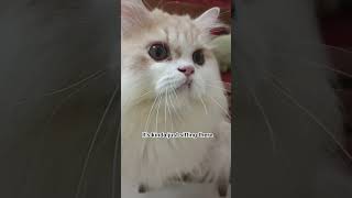 congrats😸 #foryou #viral #cat #like #subscribe #shorts #youtubeshorts #funny #cute #foryou congrats😸 #foryou #viral #cat #like #subscribe #shorts #youtubeshorts #funny #cute #foryou