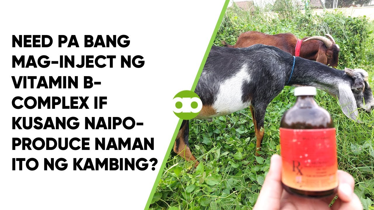 Need Pa Bang Mag-Inject ng Vitamin B-Complex If Kusang Naipo-produce Naman Ito ng Kambing?
