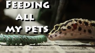 Feeding All My Pets!