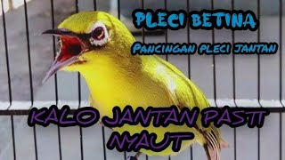 Suara Pleci BETINA Untuk Memancing EMOSI Pleci JANTAN