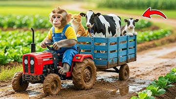 Lost Cow, Monkey Farmer Finds and Transports Cows with Tractor - Monkey Farm Work | BonBon Monkey