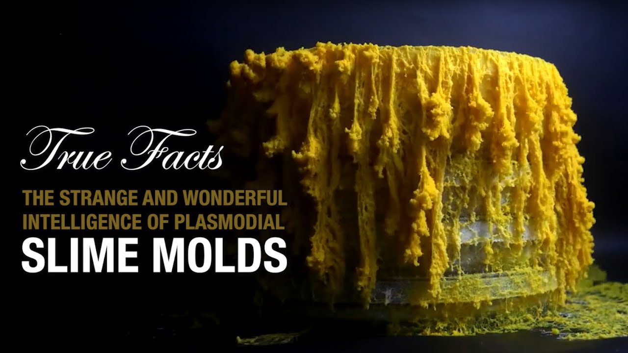 The facts on mould