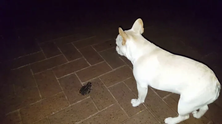 Lola encounters frog