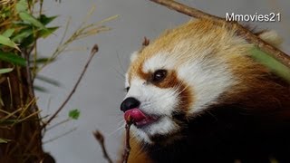 春を見つけたギンちゃん〜Red Panda found a spring