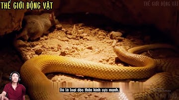 rắn taipan nội địa loài rắn độc nhất thế giới.