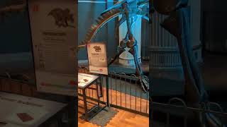 Triceratops Timelapse