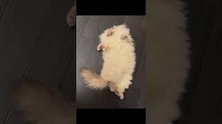 The Fluffiest Cat on the Internet.
