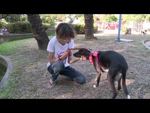Babás para animais de estimação