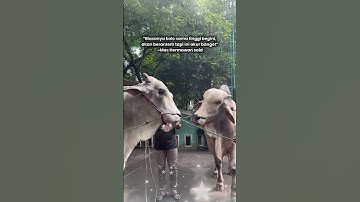 Thumbnail of ANTASENA MENUNGGU SABAHATNYA UNTUK DI KURBANKAN #short #artis #sapi  #cow #irfan #sapijumbo #kurban