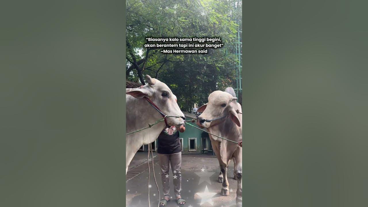 ANTASENA MENUNGGU SABAHATNYA UNTUK DI KURBANKAN #short #artis #sapi  #cow #irfan #sapijumbo #kurban