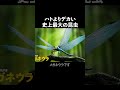 昆虫が巨大だった時代の王 #解説 #雑学 #動物